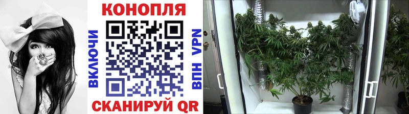 Конопля план  купить   Торопец 